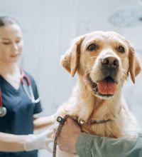 Trygt dyrlægebesøg hund.jpg