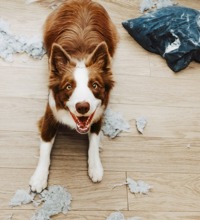 Hund der ligger på gulvet, omringet af en ødelagt pude og pudefyld.