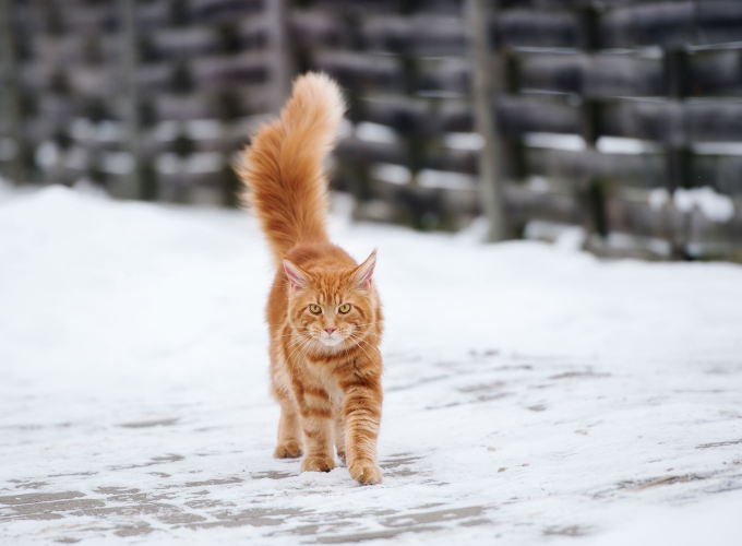 Gode vinterråd til katteejere