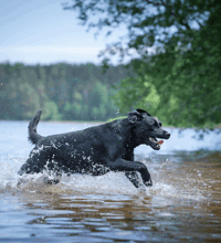 Våd hunder der løber i en sø.