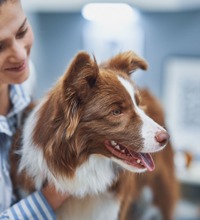 Hund der står mens en dyrelæge holder om hunden.