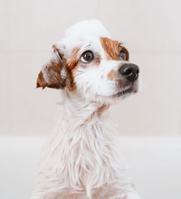 Lille hund der sidder i et badekar, med sæbe på hovedet.
