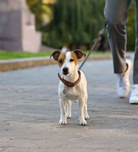 Hund går tur på vejen