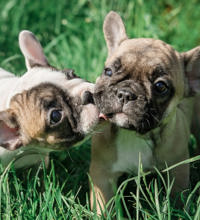 To franske bulldogs leger i græsset