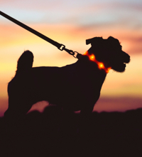 Hund i snor udenfor, med et halsbånd med lys.