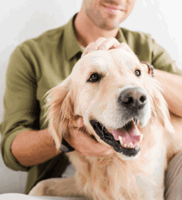 Mand i grøn skjorte kæler hans golden retriever hund.