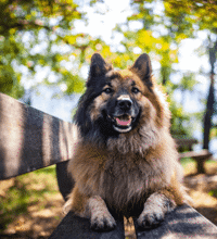 Hund ligger på en bænk.