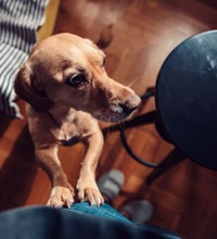 Hund står på to ben op ad en person, og kigger til siden.