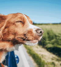 Hund der sidder med hovedet ude af et bilvindue.