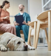 Hund der ligger på gulvet, bagved sidder en kvinde og en dyrelæge.