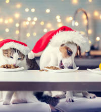 Hund og kat med nissehuer på, sidder ved bord og spiser mad fra en tallerken.