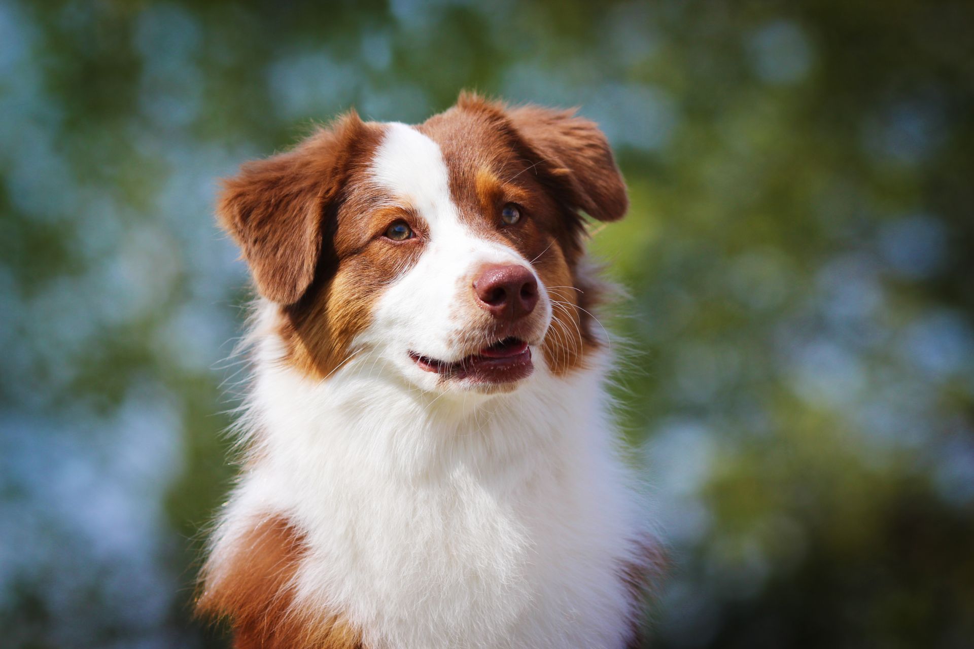 Brun og hvid hund sidder udenfor og kigger ud i luften