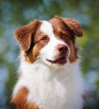 Brun og hvid hund sidder udenfor og kigger ud i luften