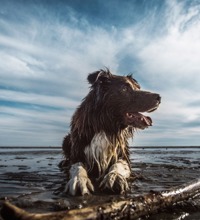 Våd hund der ligger i strandkanten med en stor pind foran sig.
