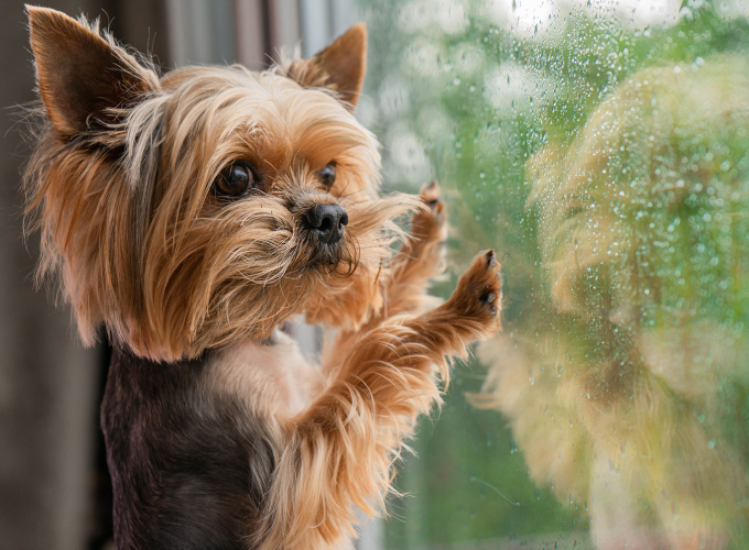 5 gode hundeaktiviteter til en regnvejrsdag