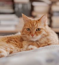 Orange kat ligger i halvt svøbt ind i tæppe