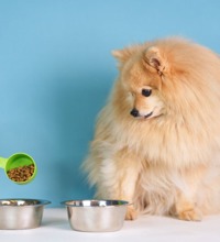 Lille hund sidder og kigger på to hundeskåle, mens en person er i færd med at hælde tørfoder i den ene skål.