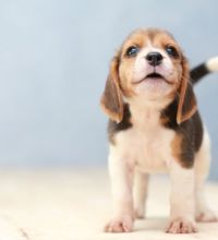 Lille hvalp der står op.