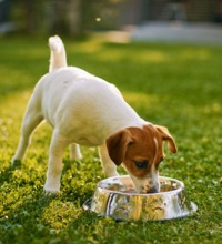 Hvalp der spiser af sin hundeskål på en græsplæne.